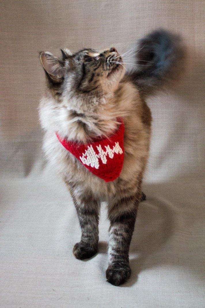 Pet Neckerchief - Moochka