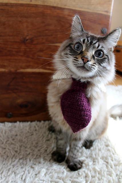 Cat collar and sales tie